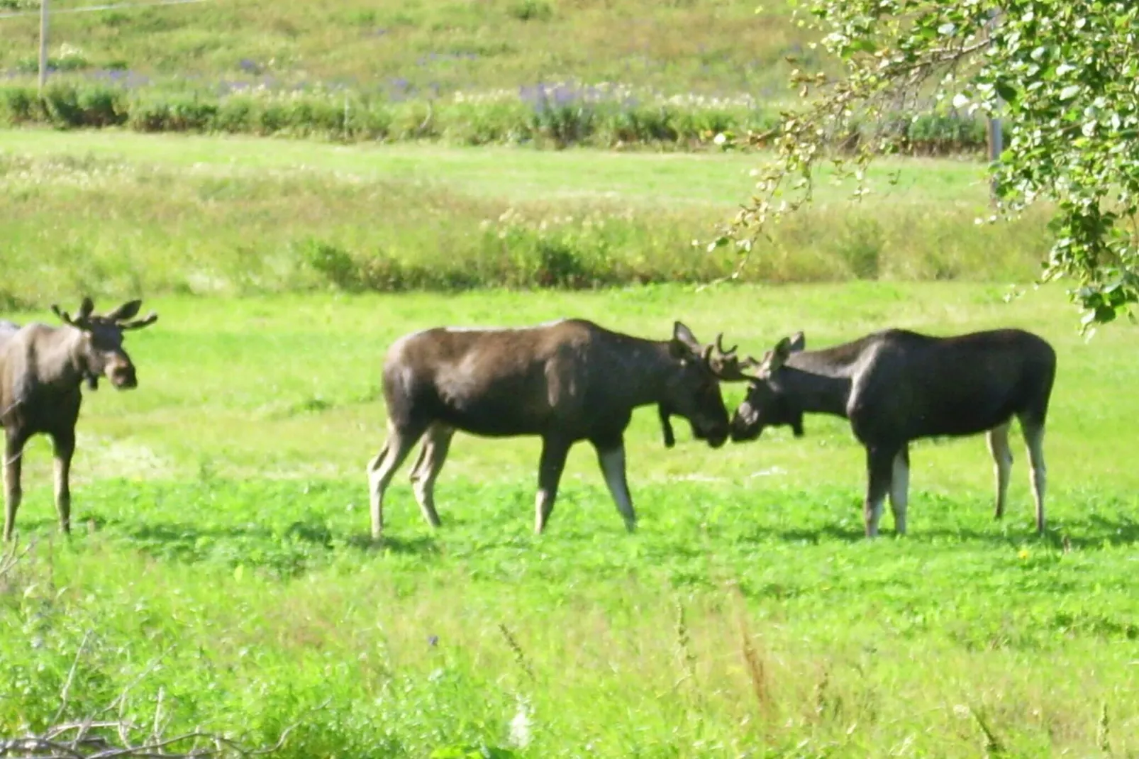9 persoons vakantie huis in Mosvik-By Traum-Niet-getagd