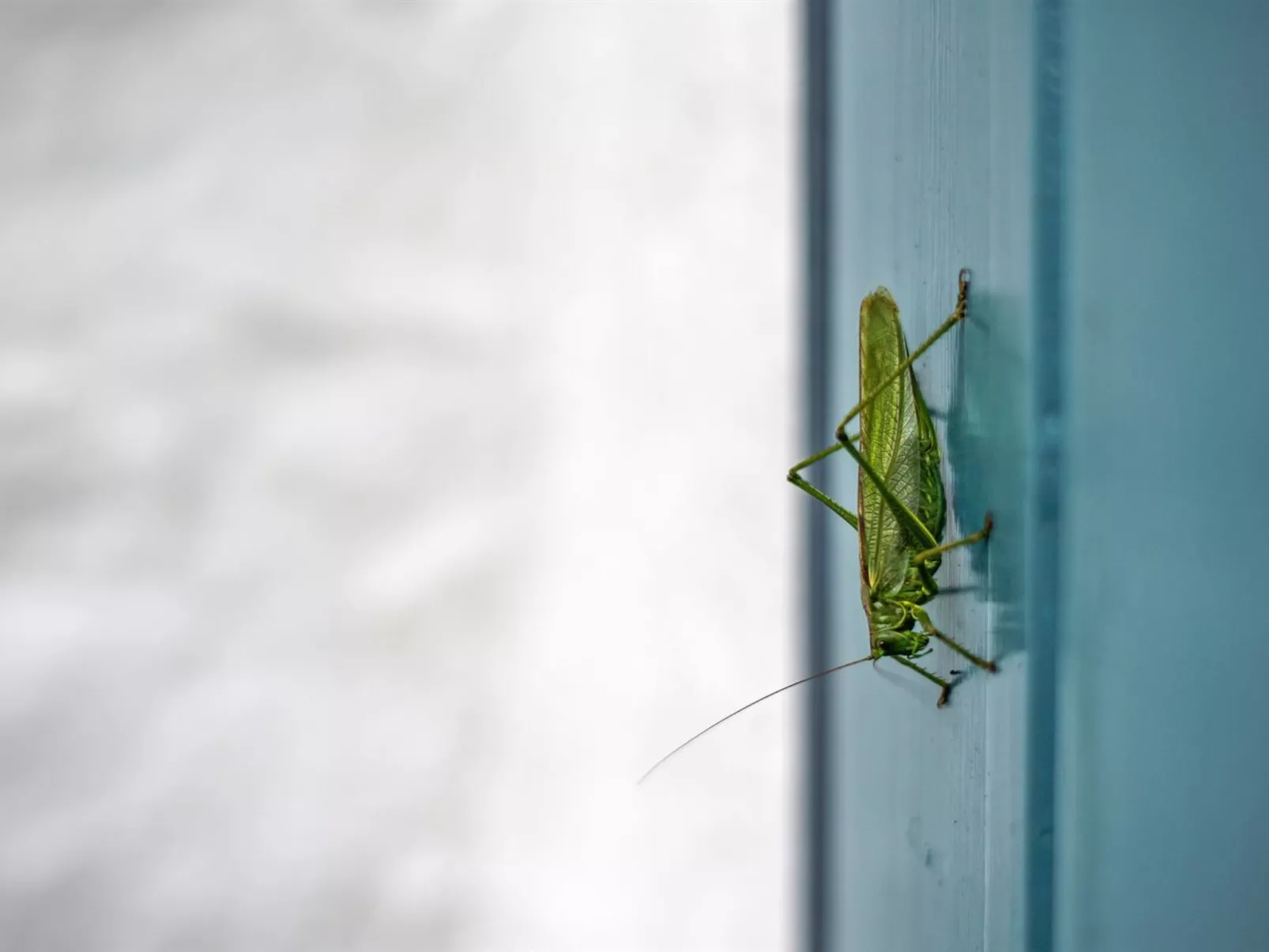 "Clausina" - 600m from the sea-Binnen