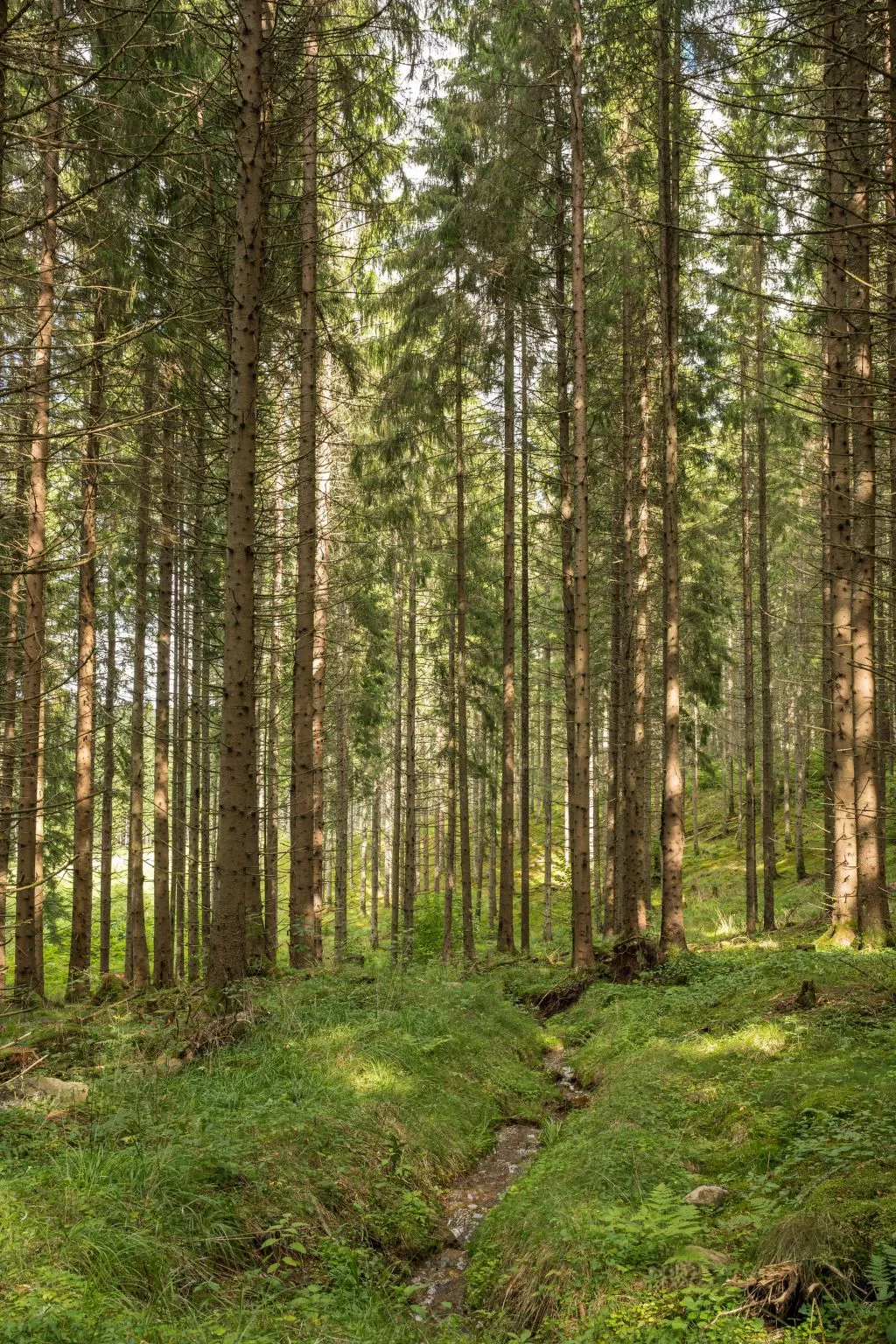 Boda Åsen Jaktstugan-Buiten