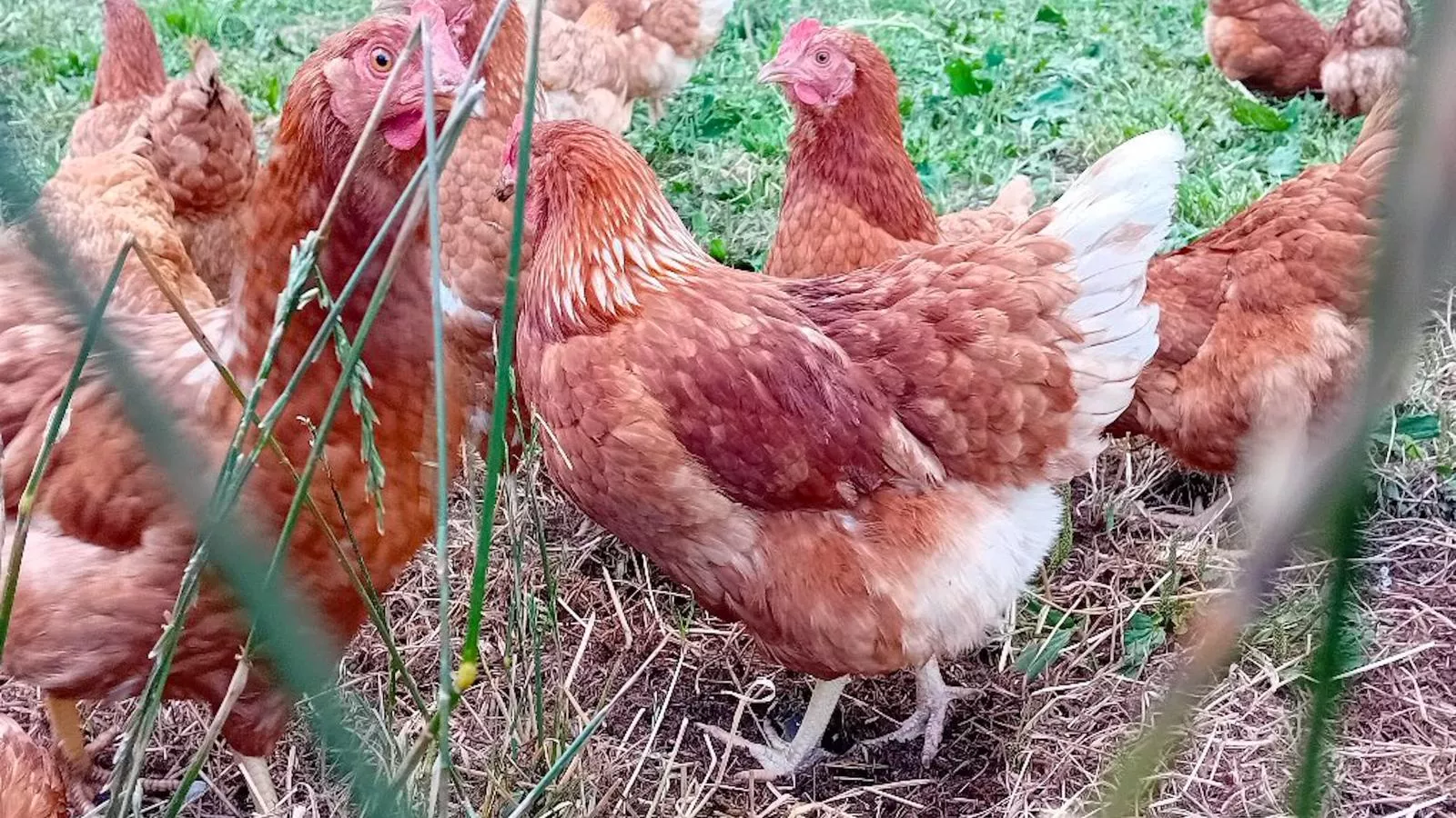 Waldacher Hof-Faciliteiten