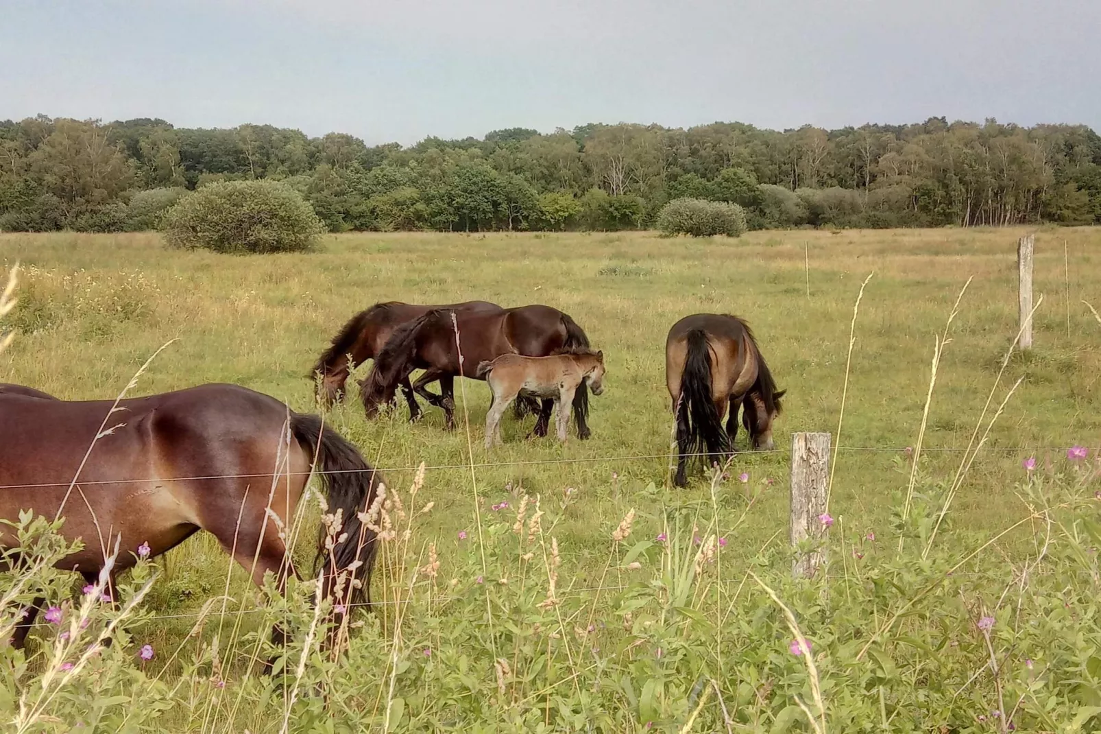 6 persoons vakantie huis in Ebeltoft-Niet-getagd
