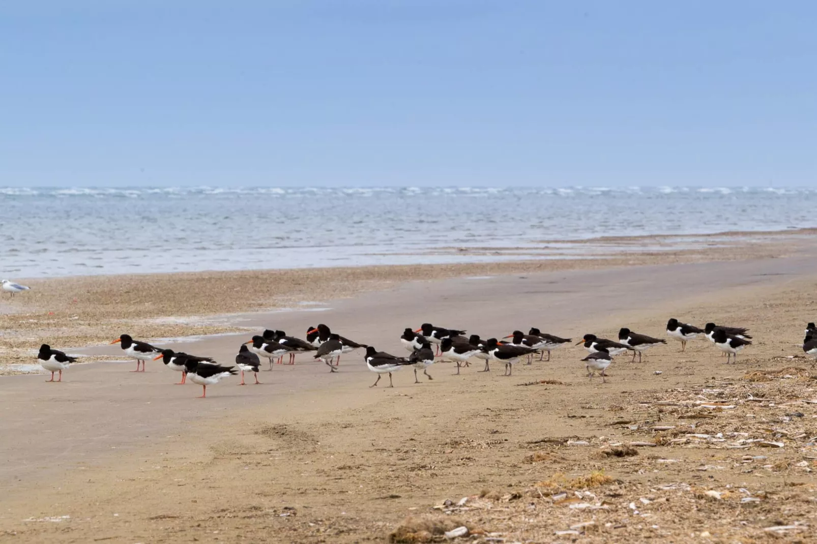 6 persoons vakantie huis in Fanø-By Traum