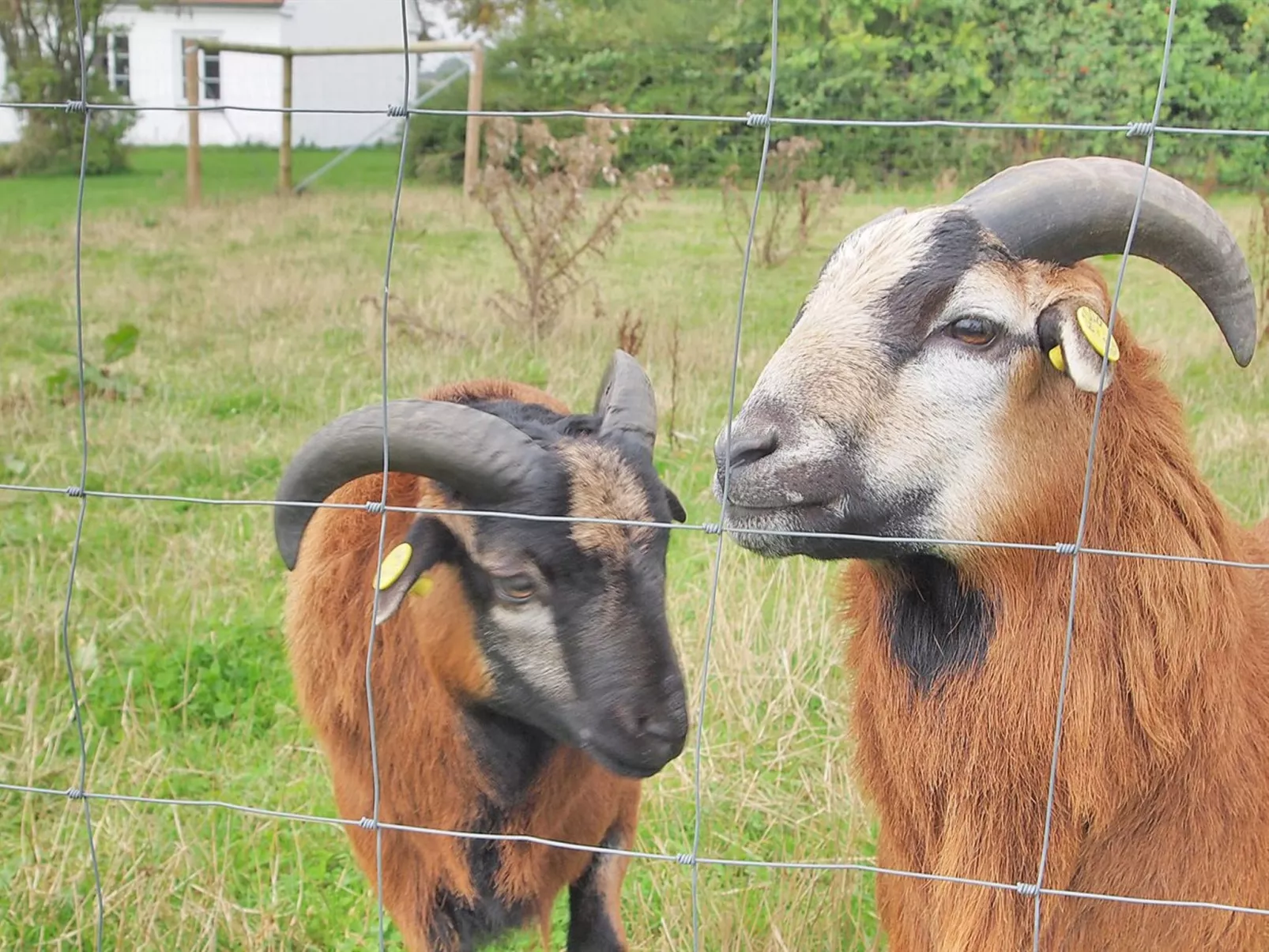 "Iorund" - 550m from the sea-Buiten