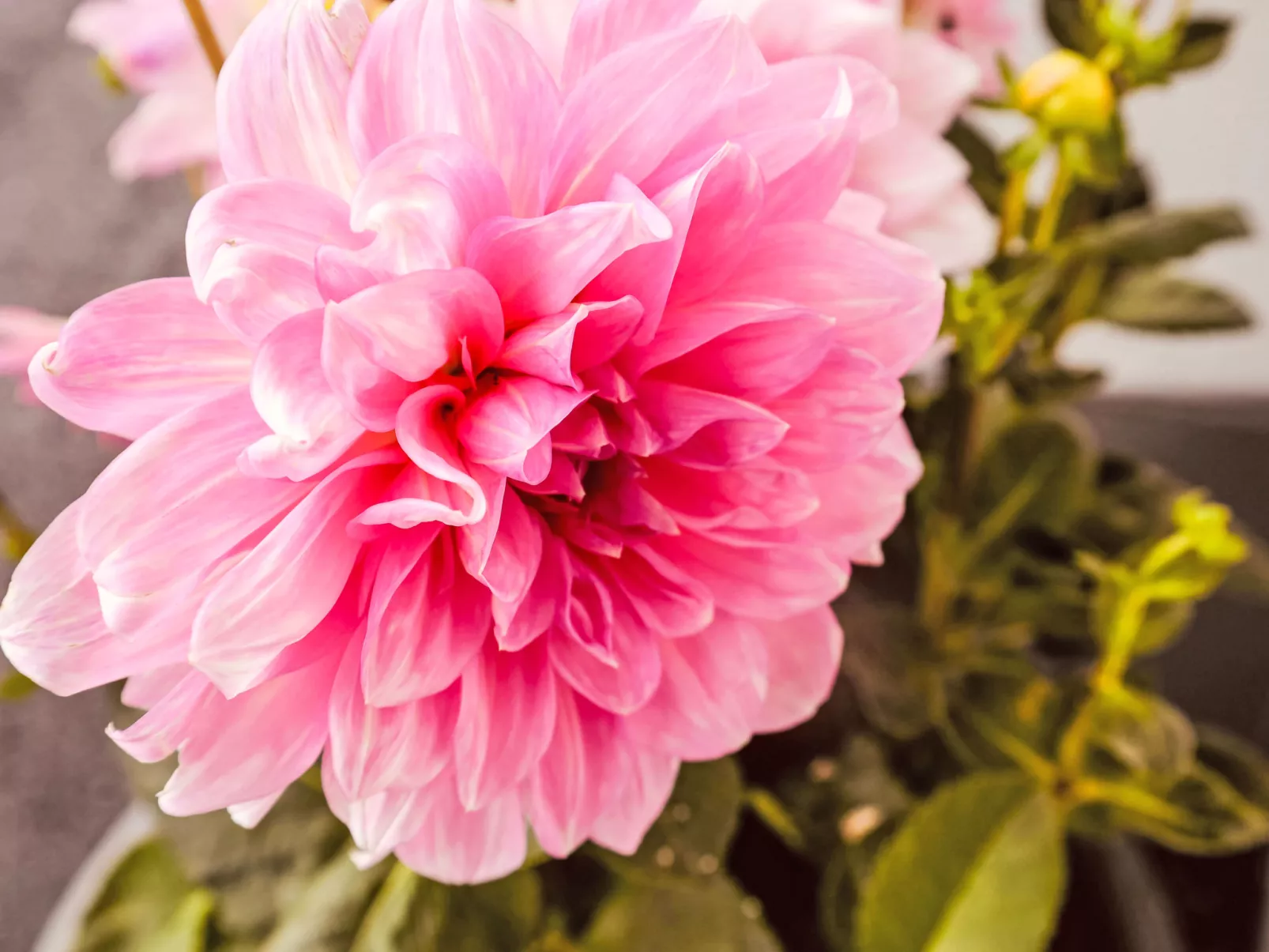 Jagerstüberl-60qm EG mit gr Terrasse-Binnen