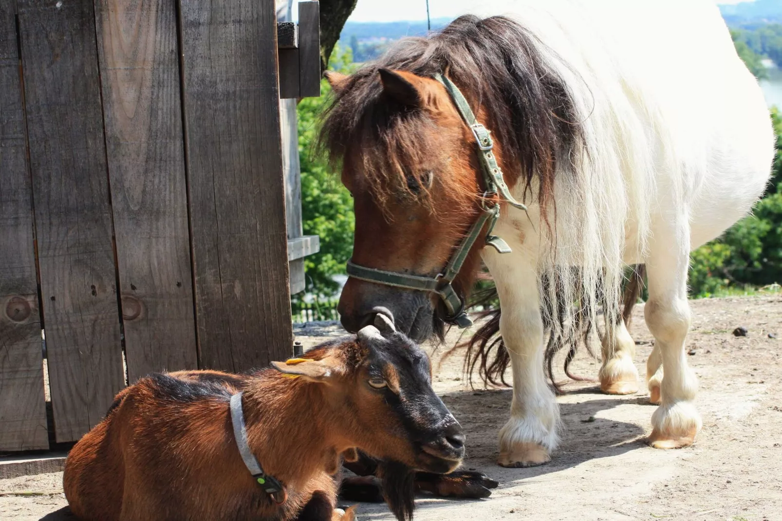 Zevnik Quiet Retreat with Stunning Views and Equestrian Activities  - Double Room with Private Bathroom-Buitenlucht