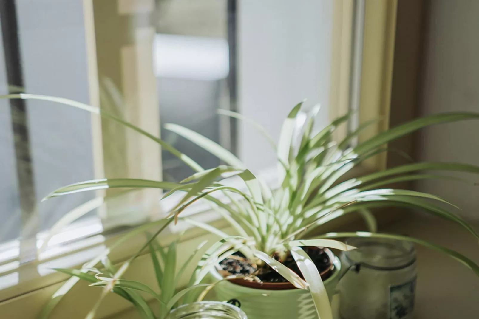 Enchanted Misty Valley Cottage Apartments - Classic One Bedroom Apartment (owner 2)-Binnen