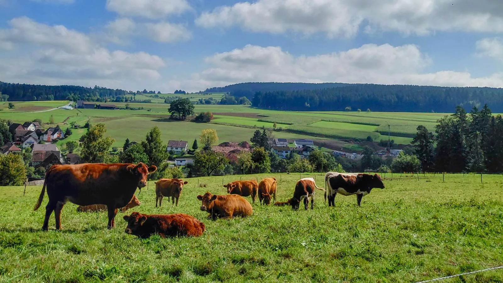 Waldacher Hof-Faciliteiten