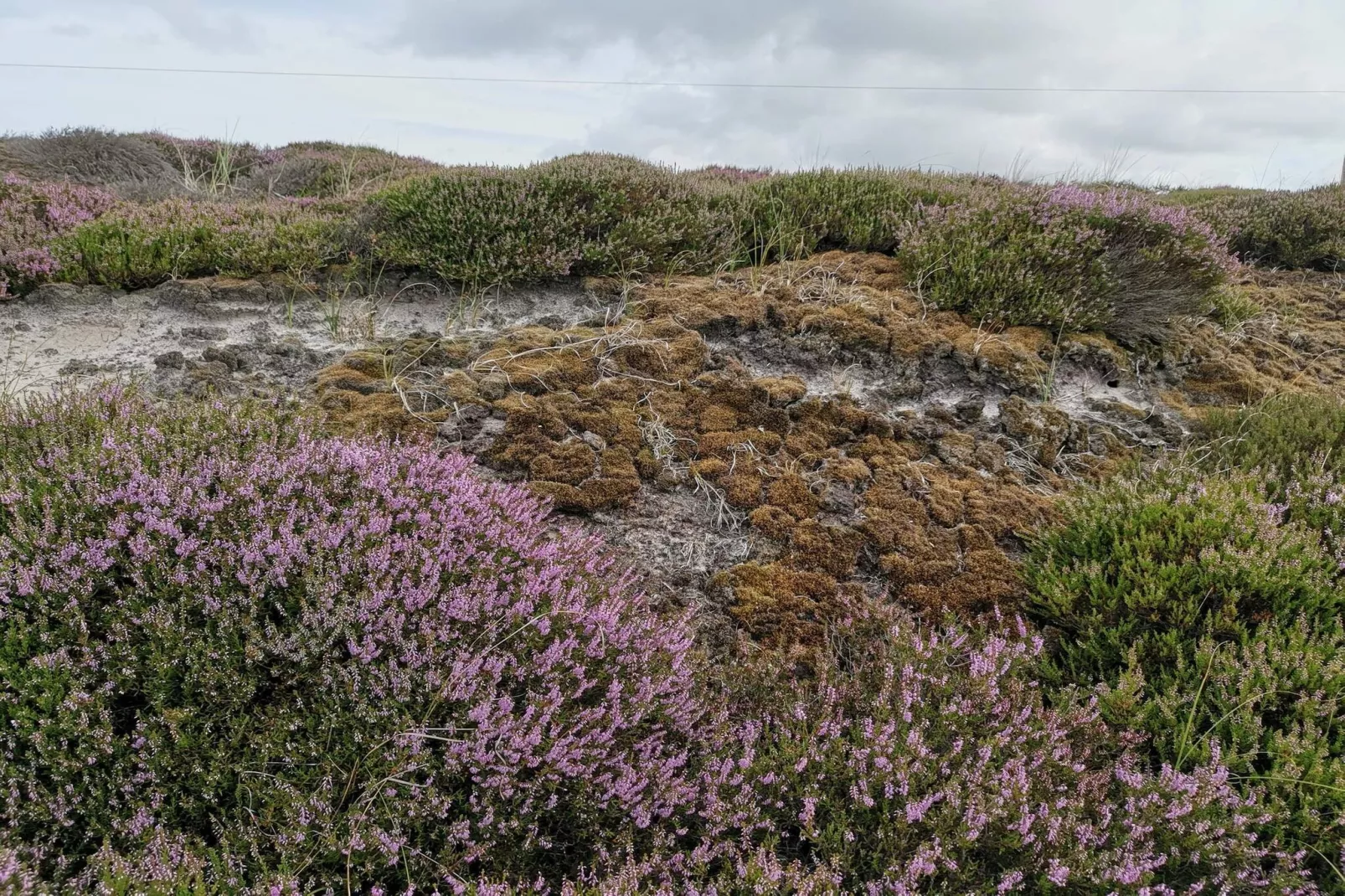 8 persoons vakantie huis in Nørre Nebel-Niet-getagd