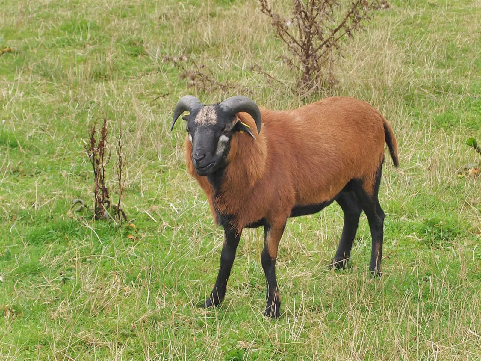 "Iorund" - 550m from the sea-Buiten