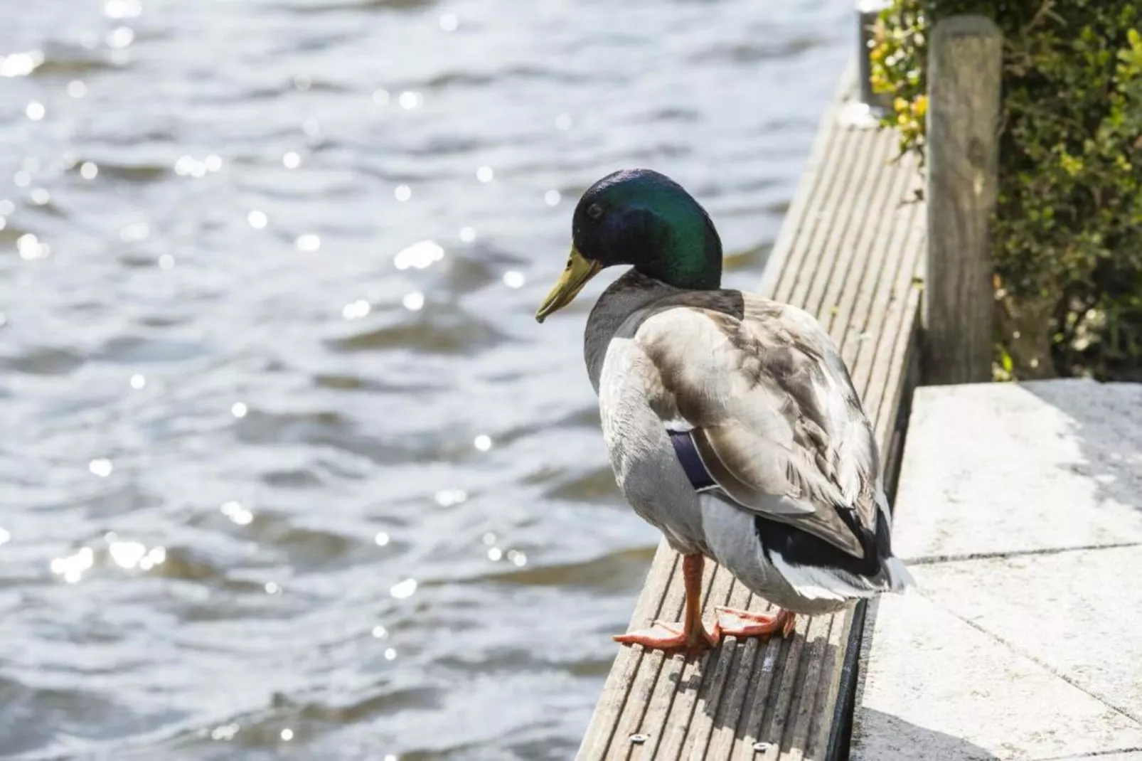 MarinaPark Nieuw Loosdrecht 2-Gebieden zomer 20km