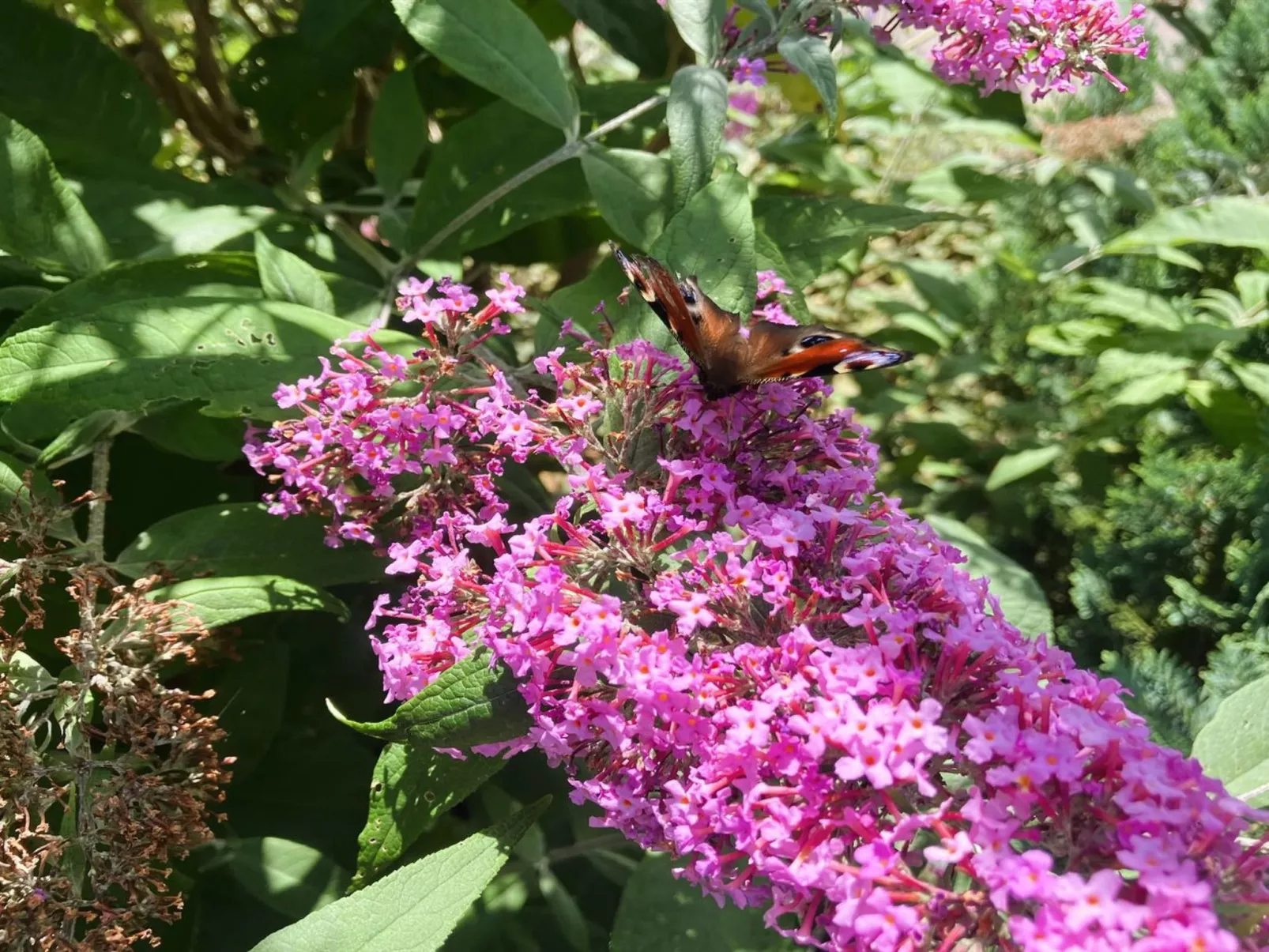 "Thessa" - 4km from the sea-Buiten