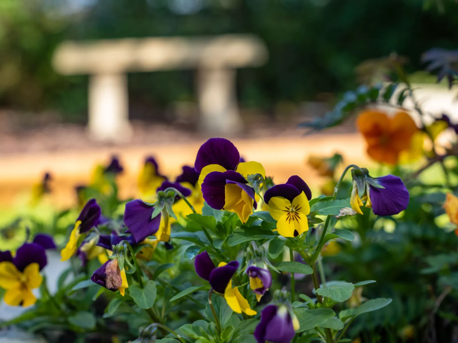 The Annexe at Rosebud Cottage-Buiten