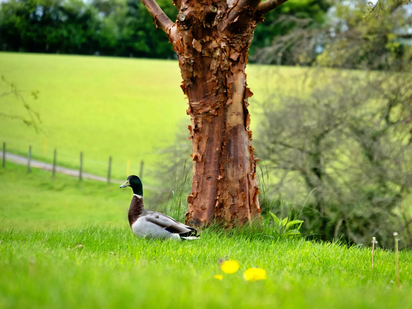 Hay and Hedgerow Glamping-Buiten