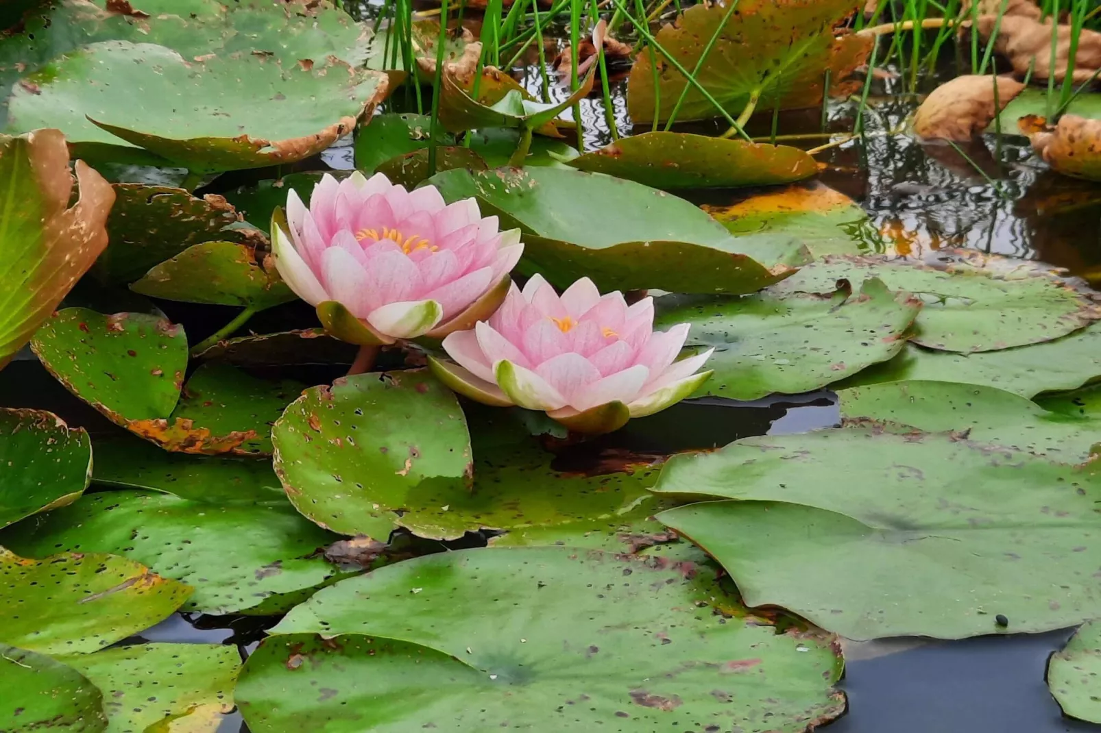 6 persoons vakantie huis in Henne-By Traum-Waterzicht