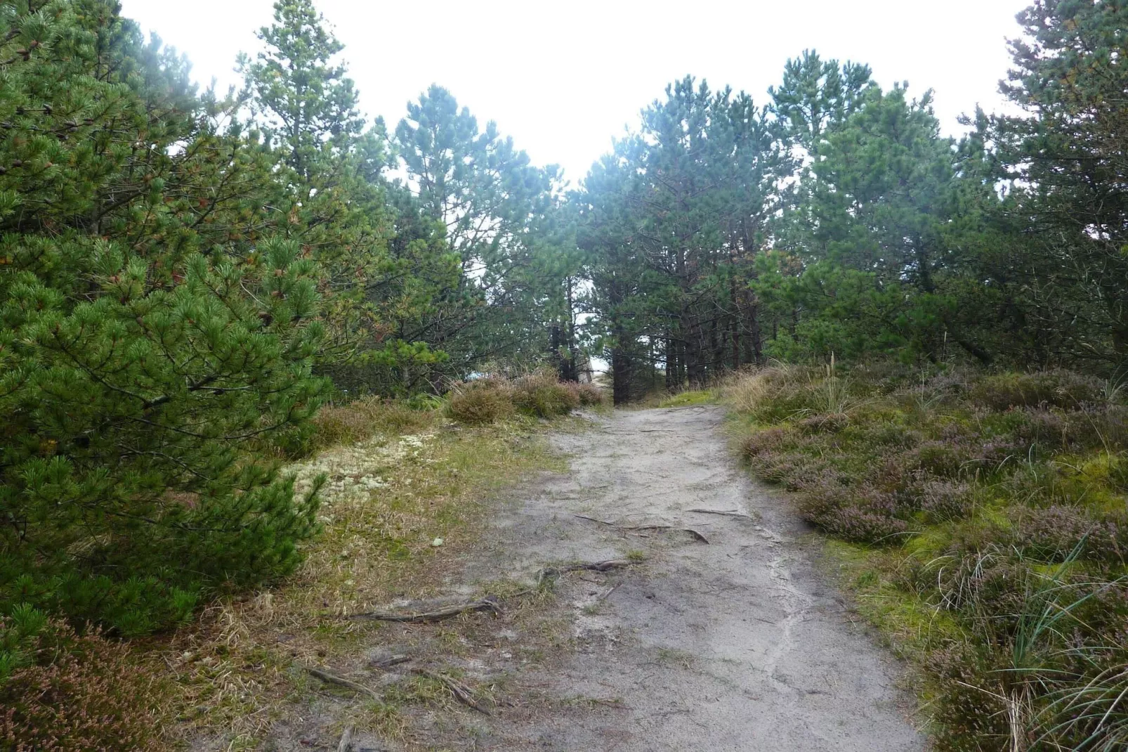 6 persoons vakantie huis in Rømø-By Traum-Niet-getagd