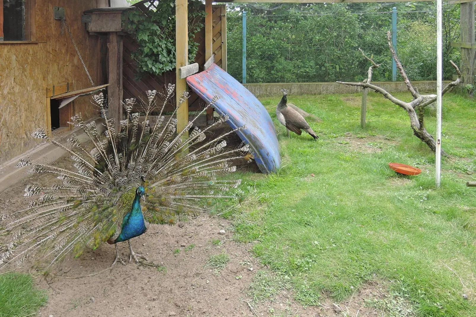 Holiday home Kolczewo 55 qm 5 Pers-Tuinen zomer