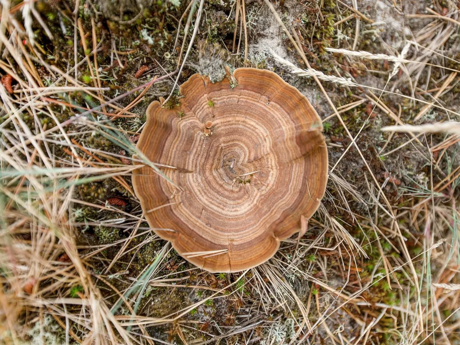 "Keke" - 2.5km from the sea-Buiten