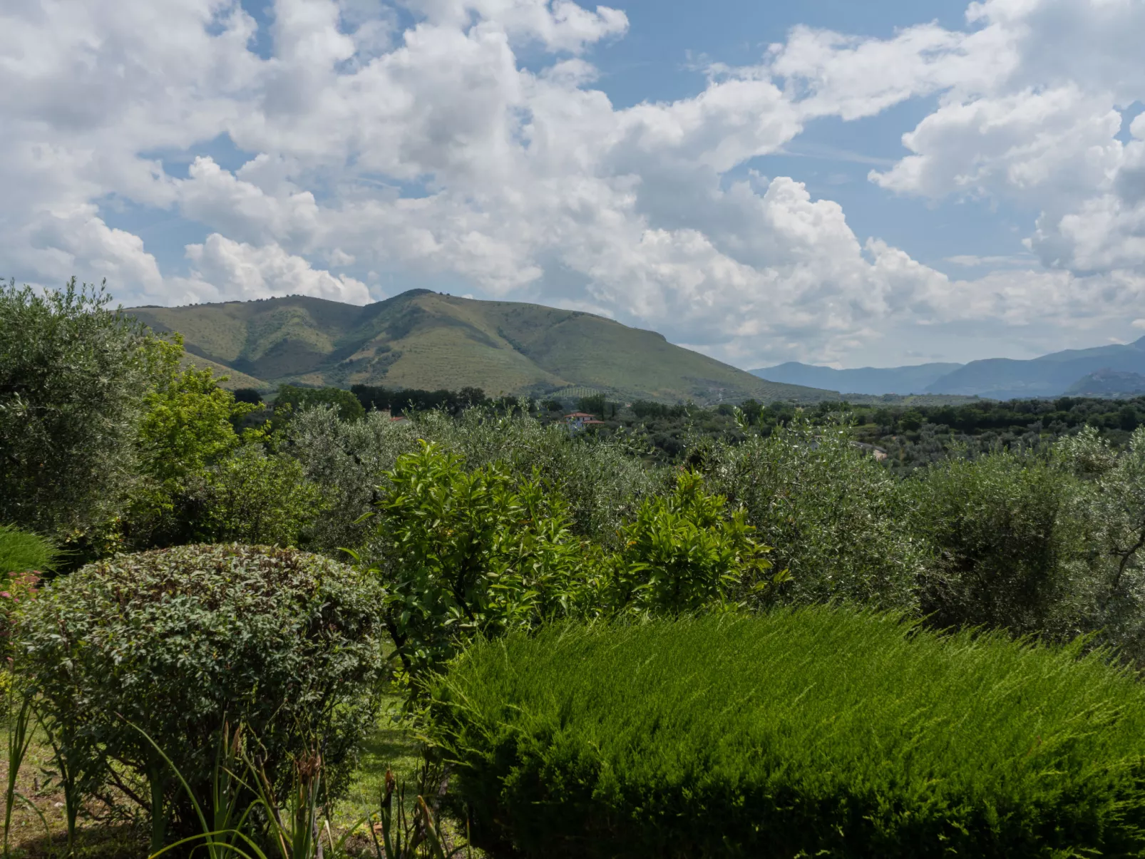 Olive Grove Sabina-Buiten