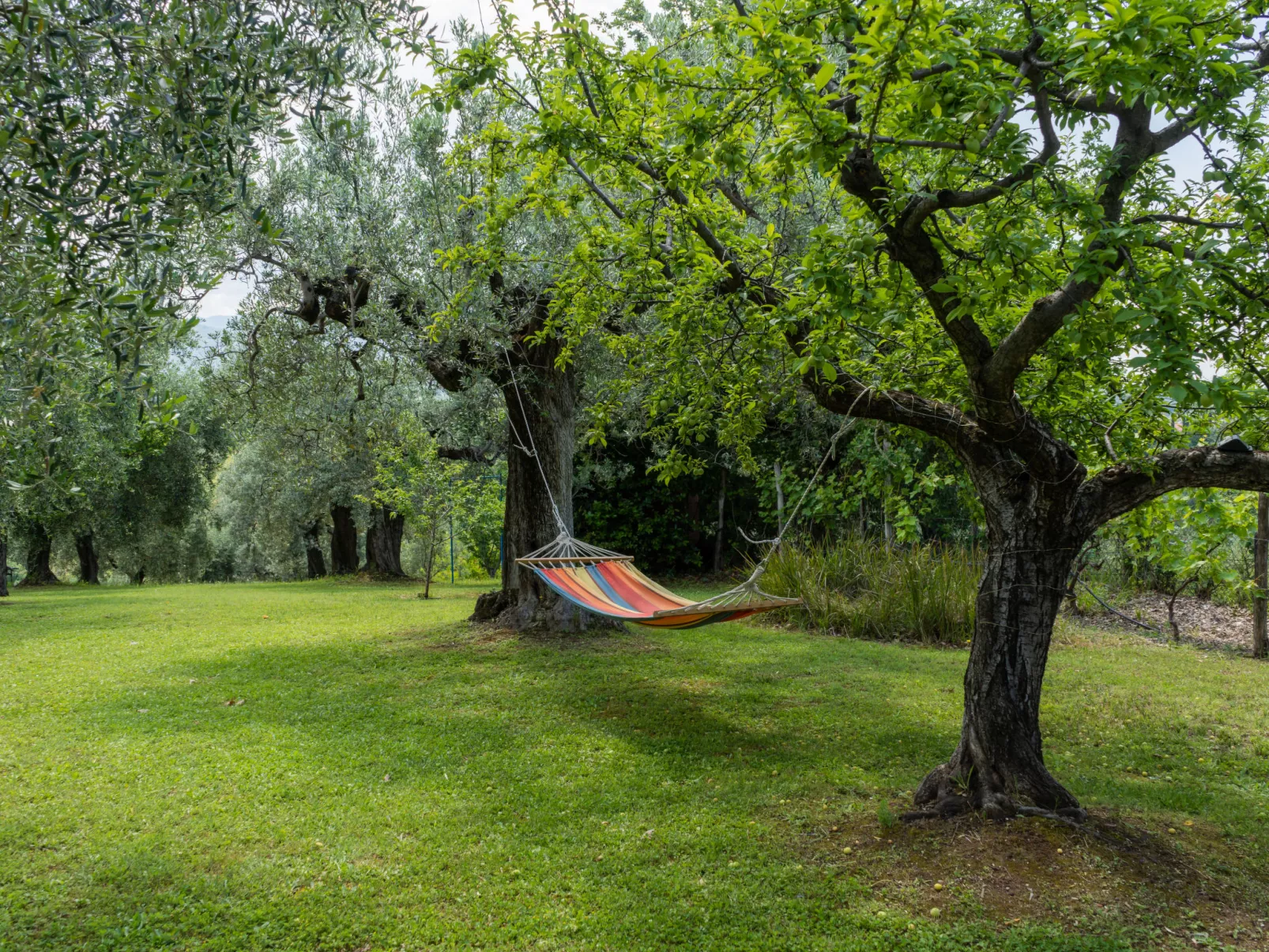 Olive Grove Sabina-Buiten