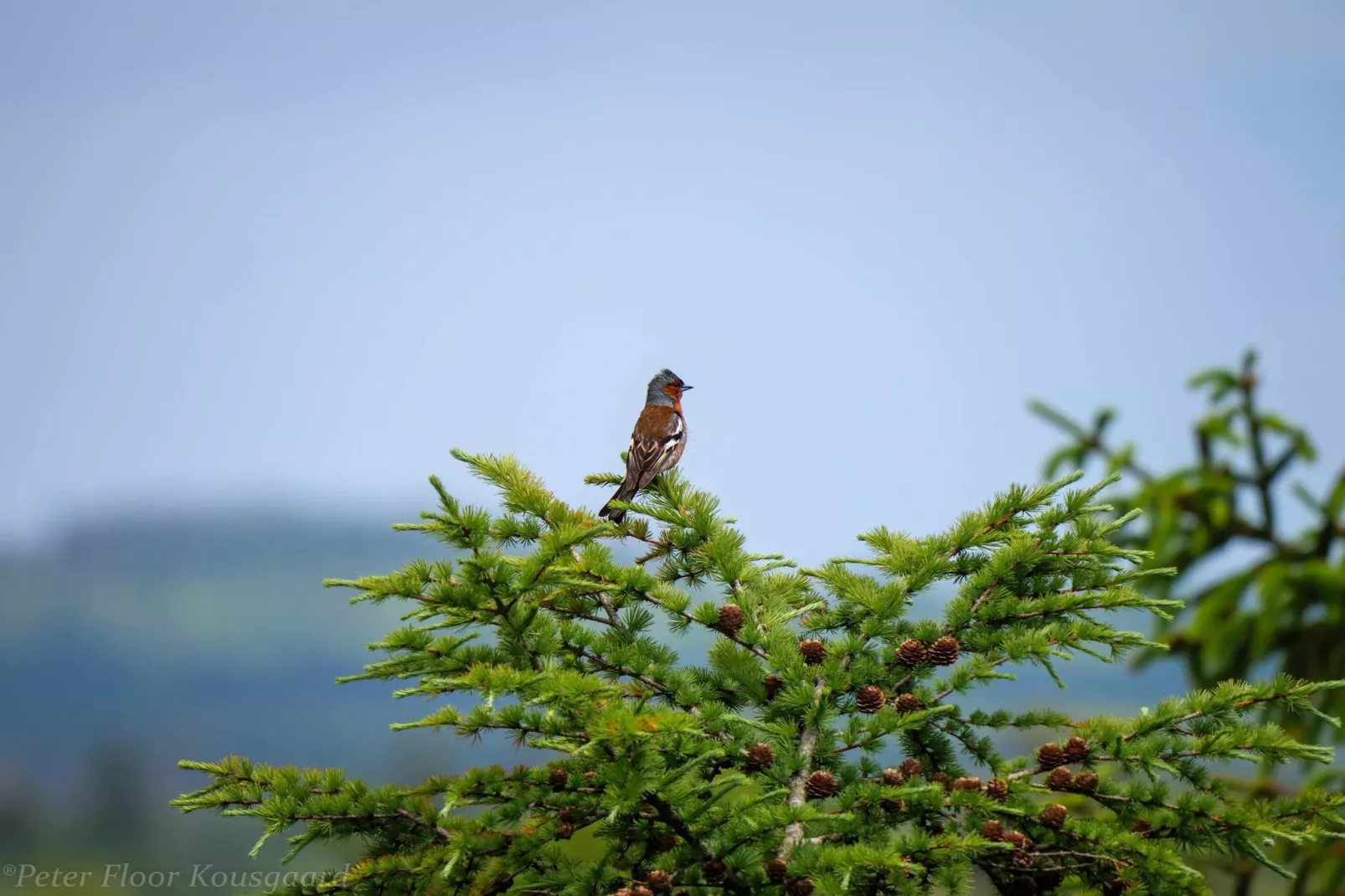 Vakantiehuis in Midden-Jutland-Niet-getagd