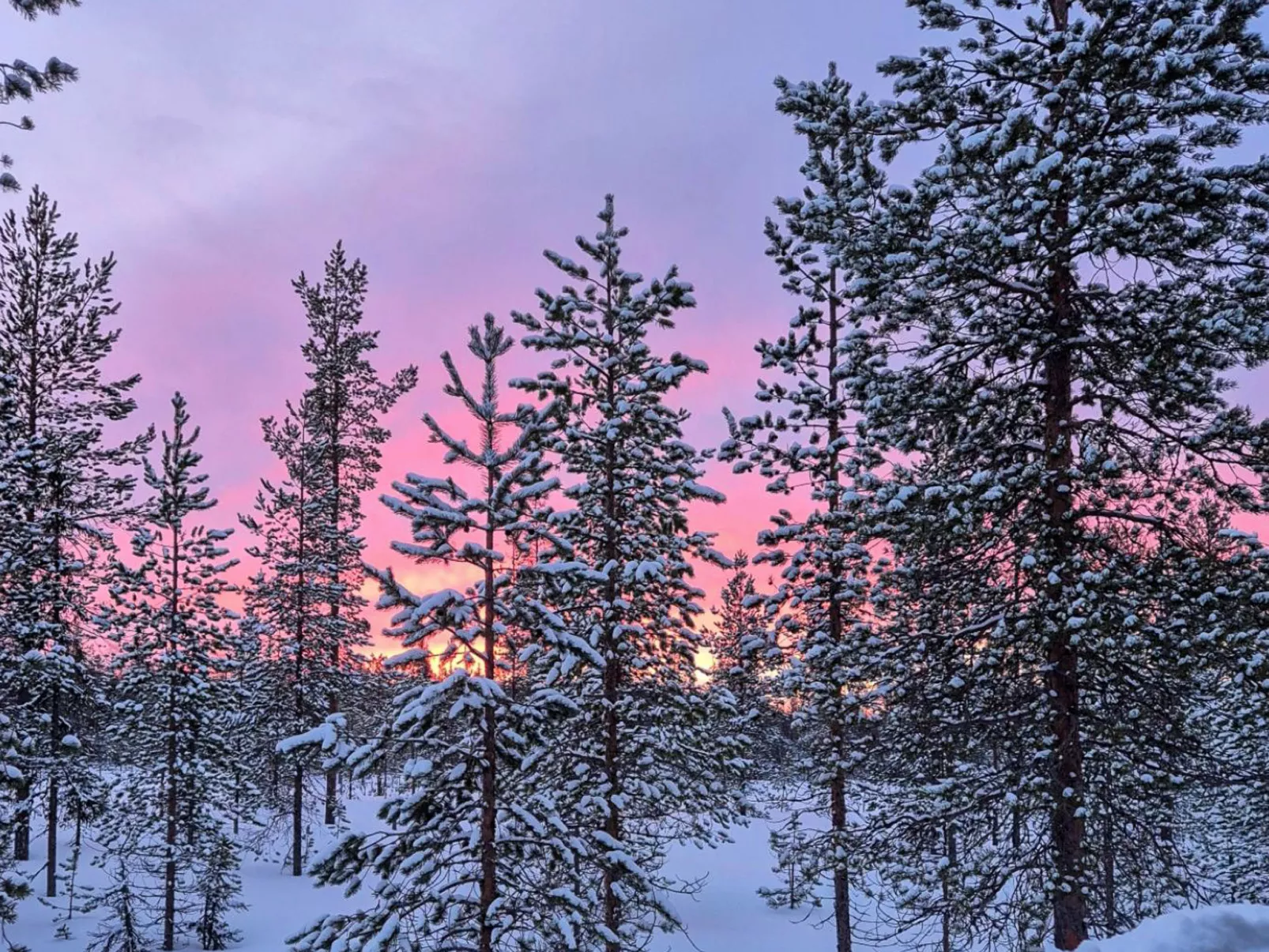 Päivänsäde 8 lapinkulta-Binnen