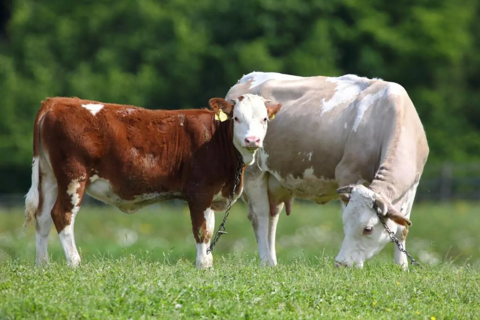 Apartments Jezerane - Studio Apartment-Sfeer