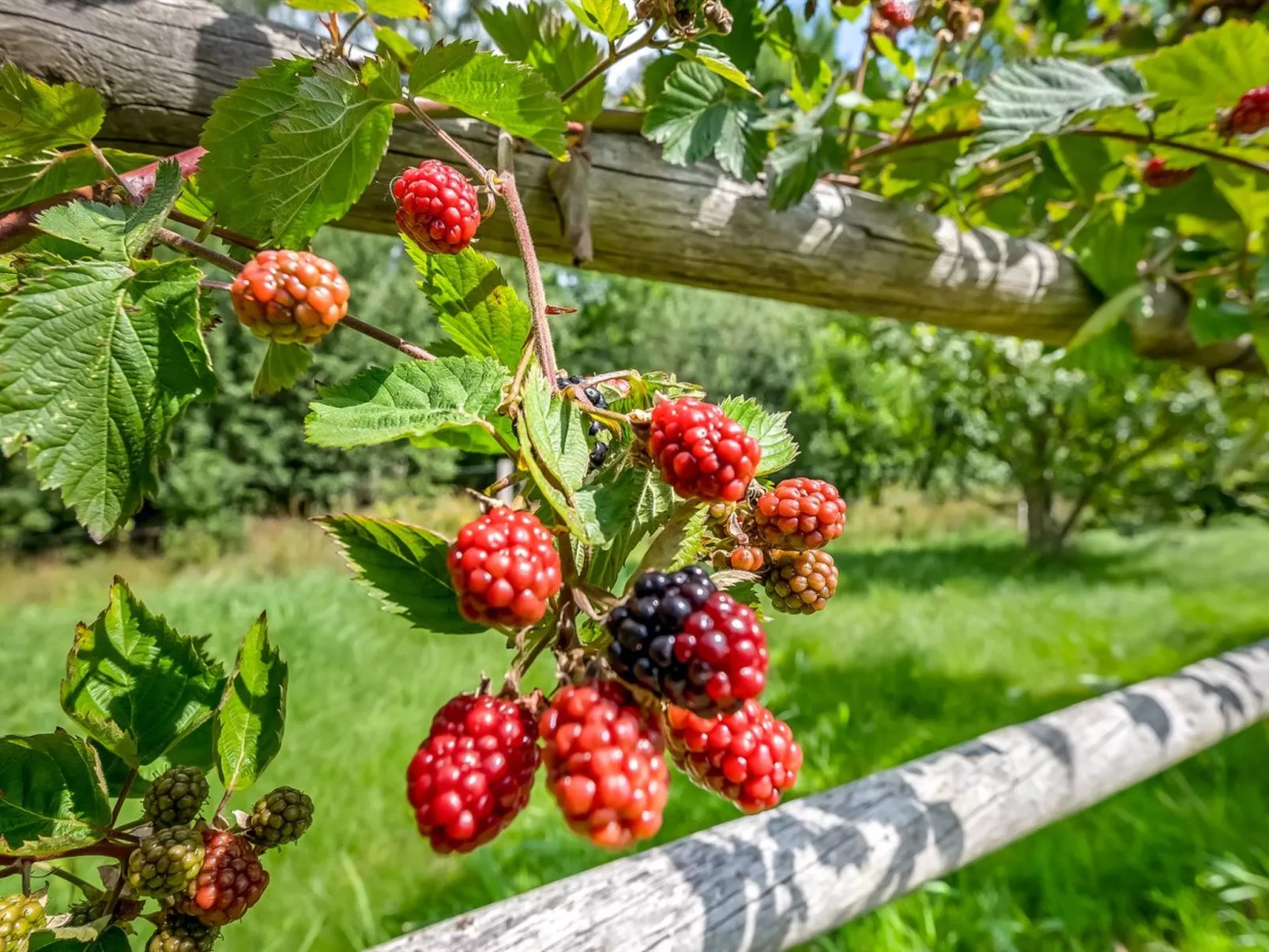"Jyrki" - 100m from the sea-Buiten