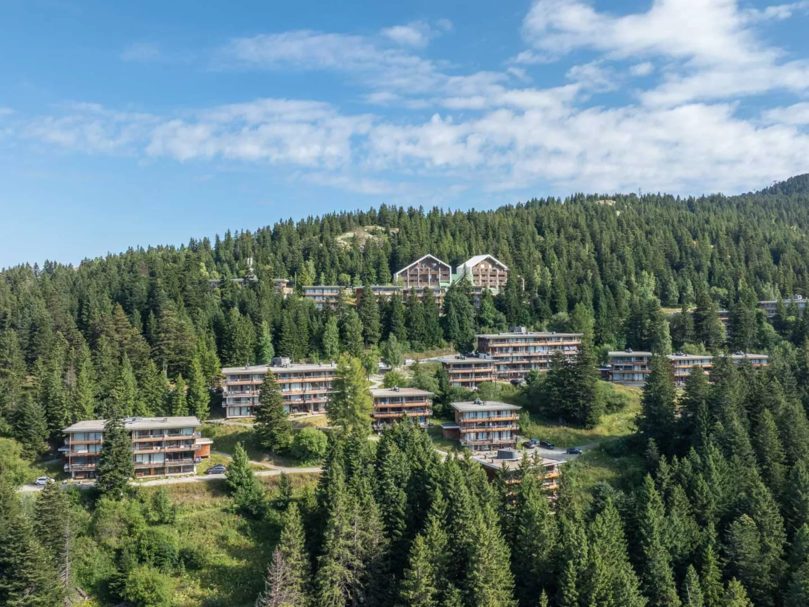 V.DU BACHAT Asters D-Binnen