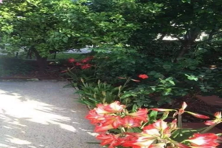 Apartments Villa Tanja - Two Bedroom Apartment with Terrace-Tuinen zomer