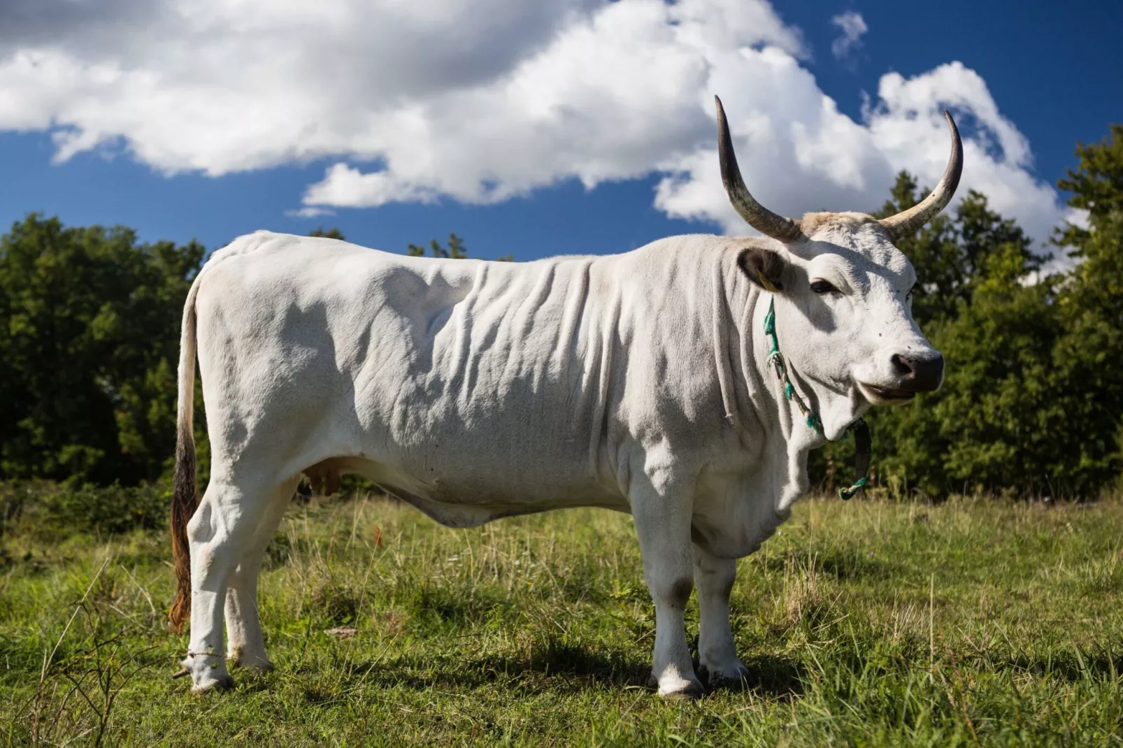 Abitanti Rustic Apartment with Balcony - Two Bedroom Apartment with Balcony-Buitenlucht