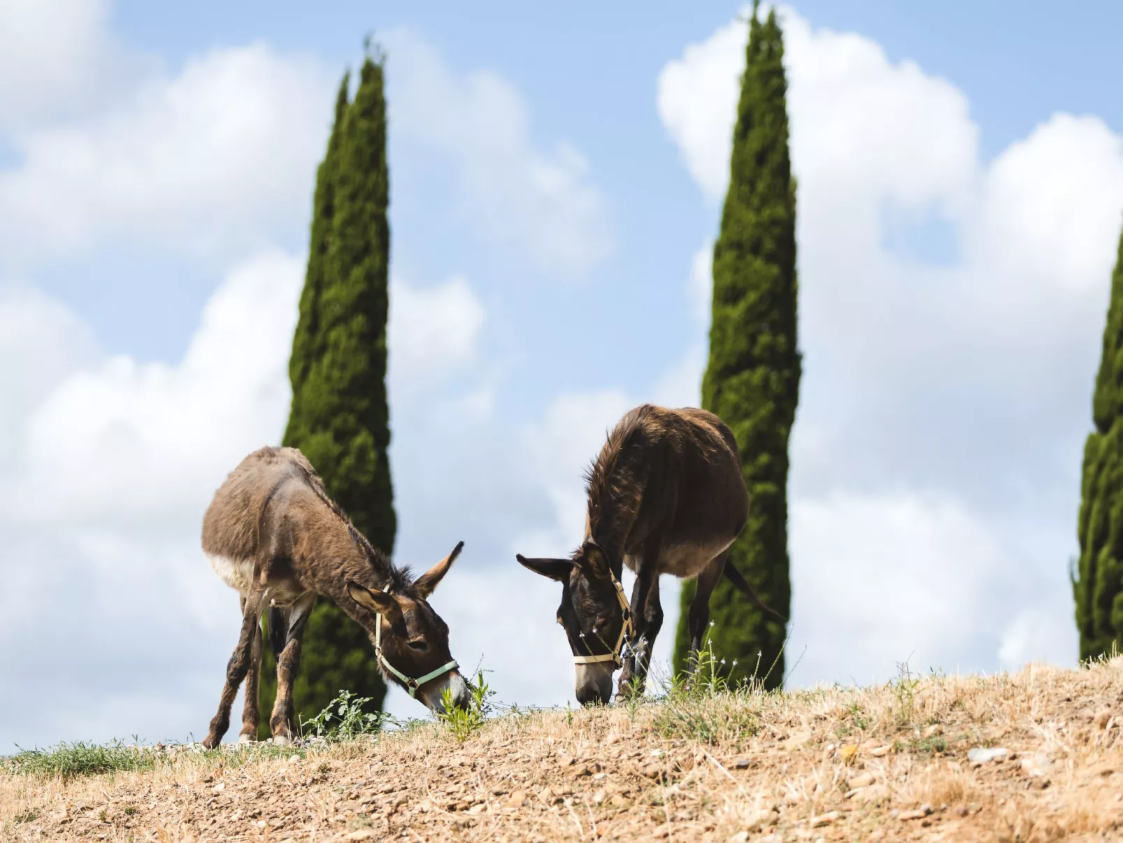 Poggio Piero 1-Buiten
