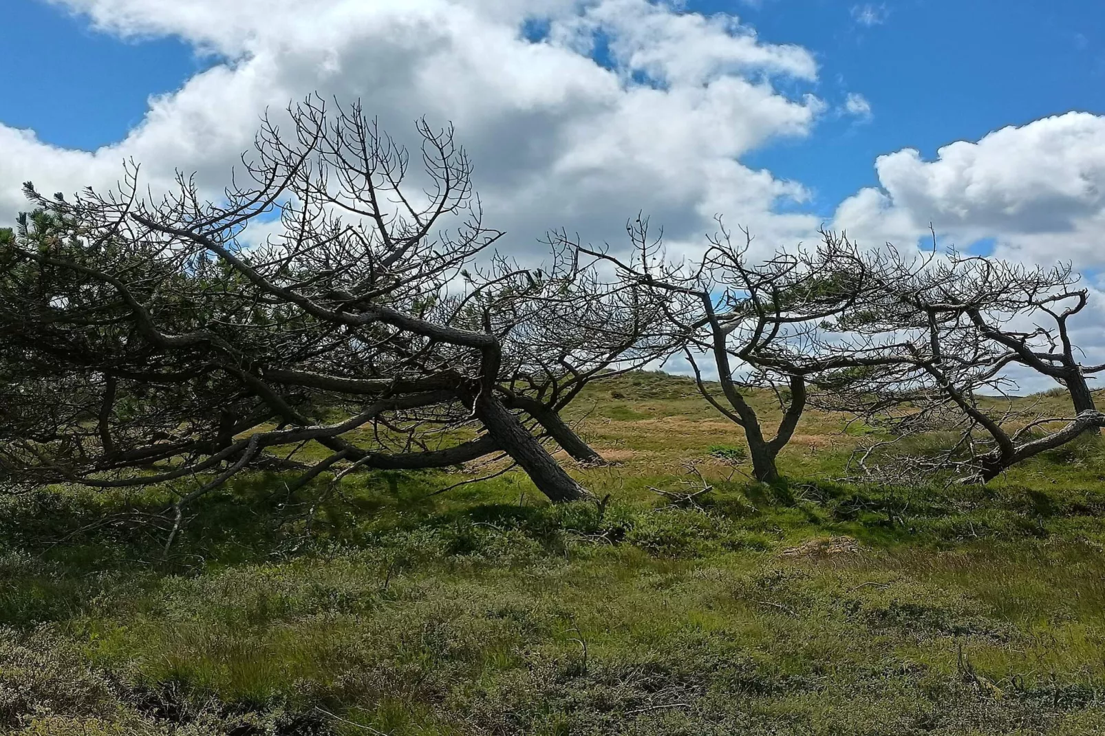 6 persoons vakantie huis in Ulfborg-By Traum-Niet-getagd