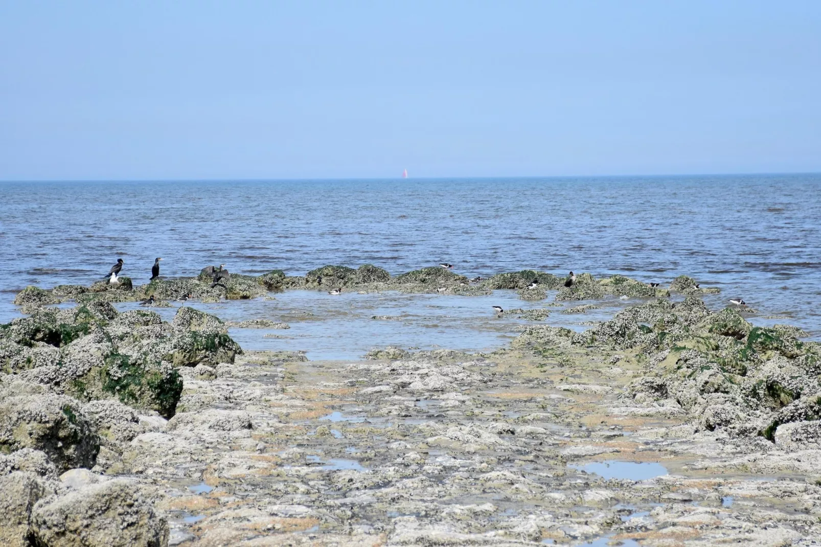 De Rede-Gebieden zomer 5km