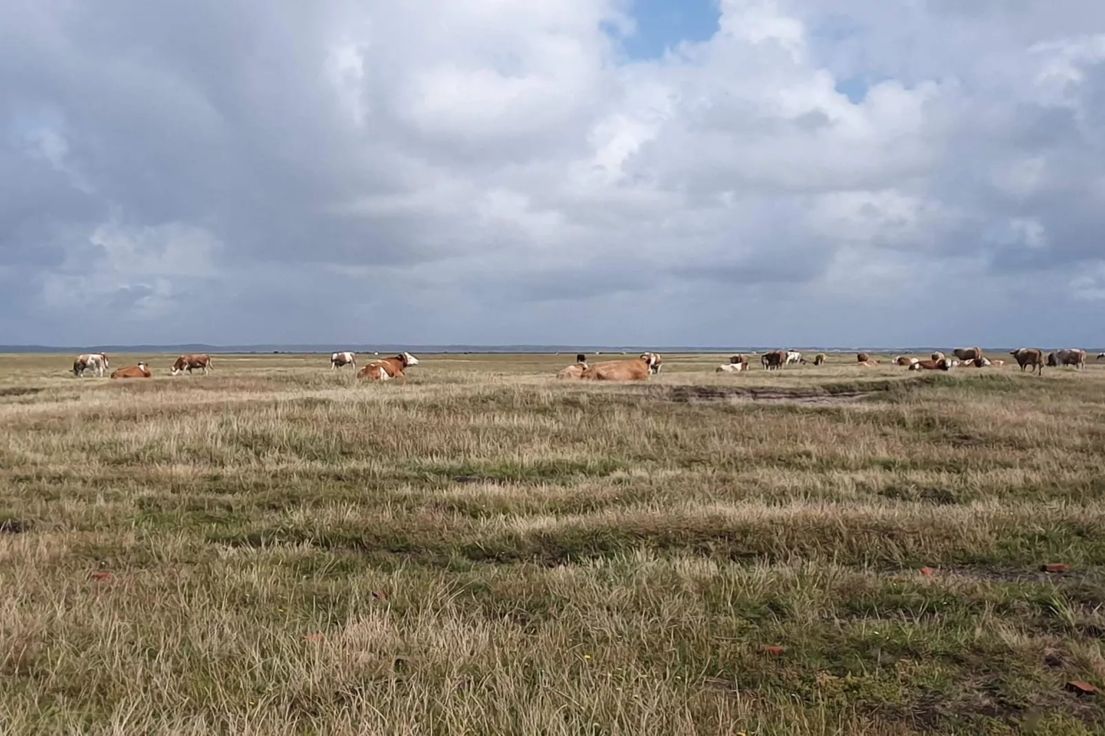 4 persoons vakantie huis in Oksbøl-Niet-getagd