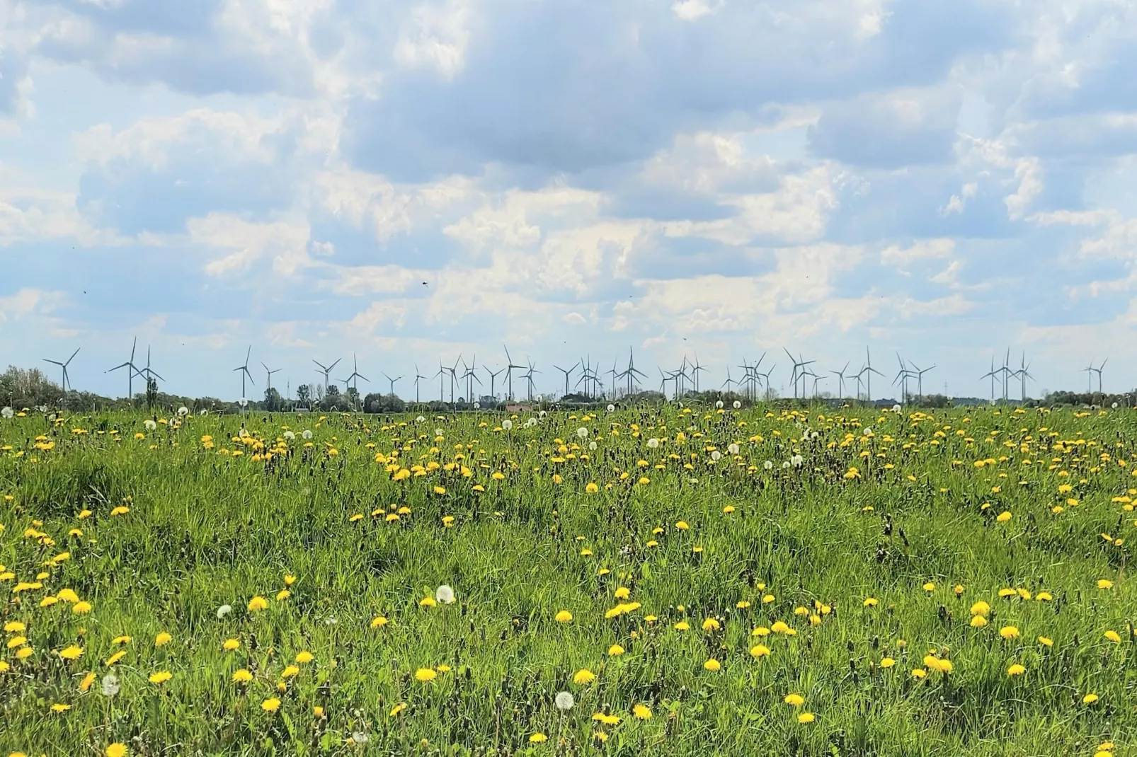Ferienhaus Seeschwalbe-Gebieden zomer 5km