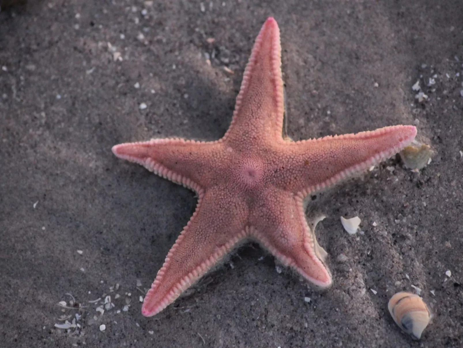 "Grep" - 800m from the sea-Buiten