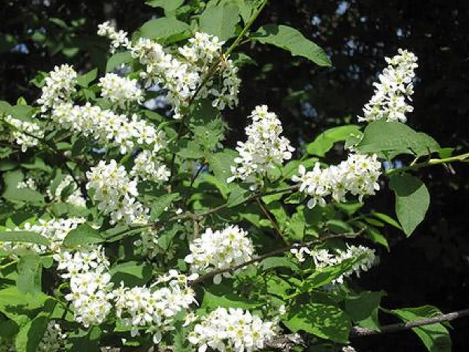 Viljamaan lomamökit 1-Binnen