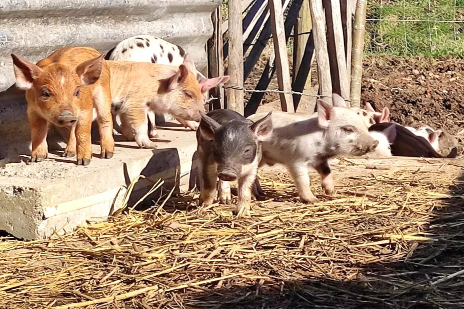 Arends nest-Faciliteiten