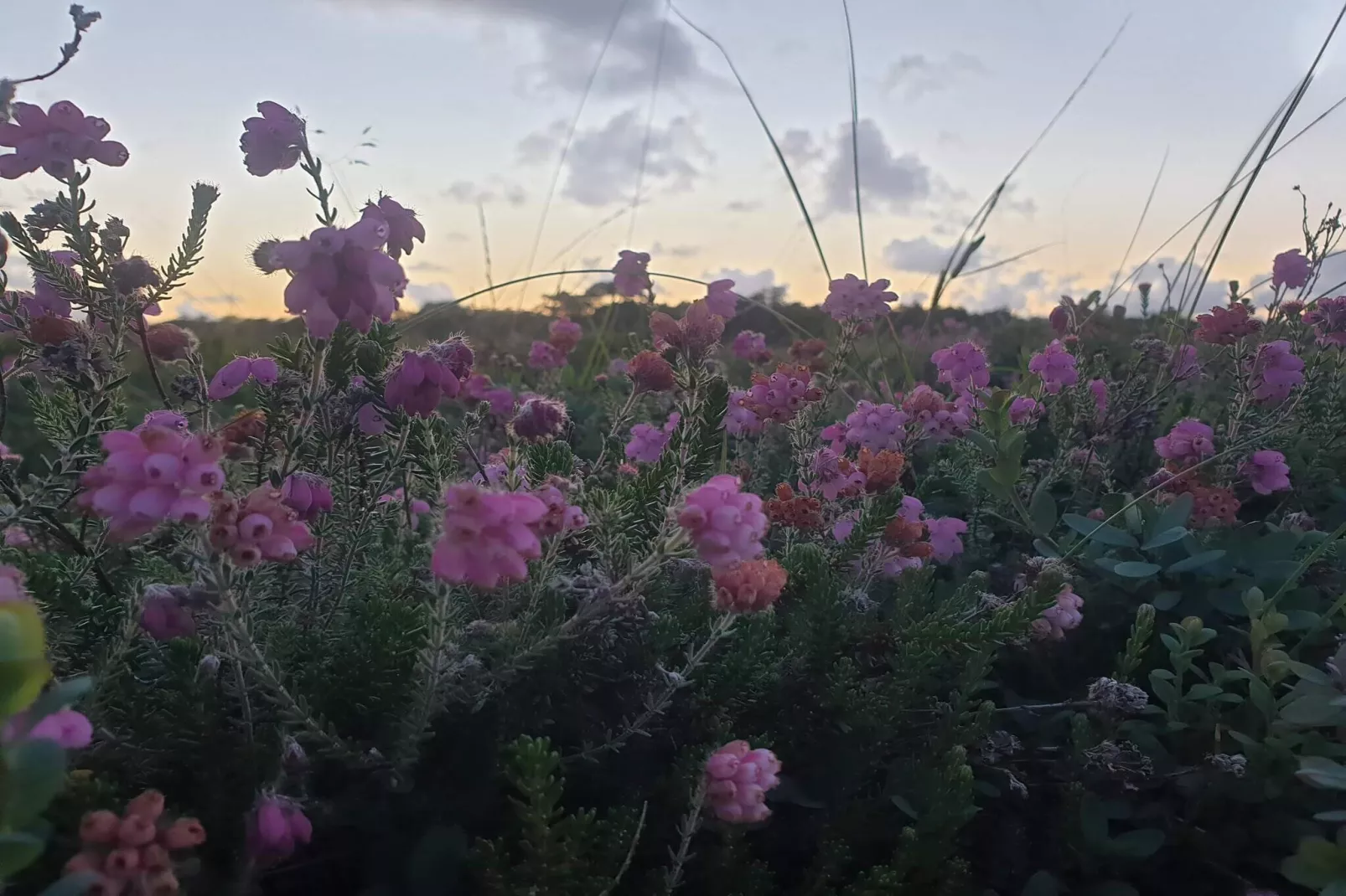 6 persoons vakantie huis in Rømø-By Traum-Niet-getagd