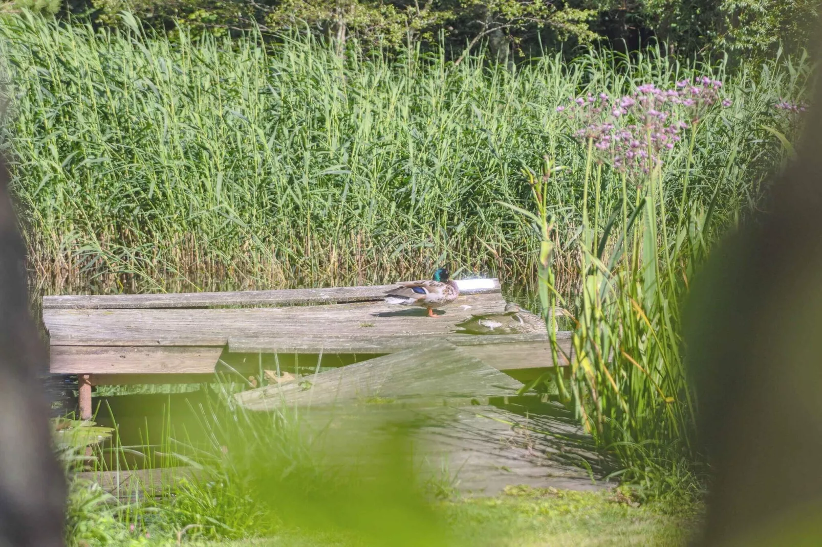 5 sterren vakantie huis in Gilleleje-Buitenlucht