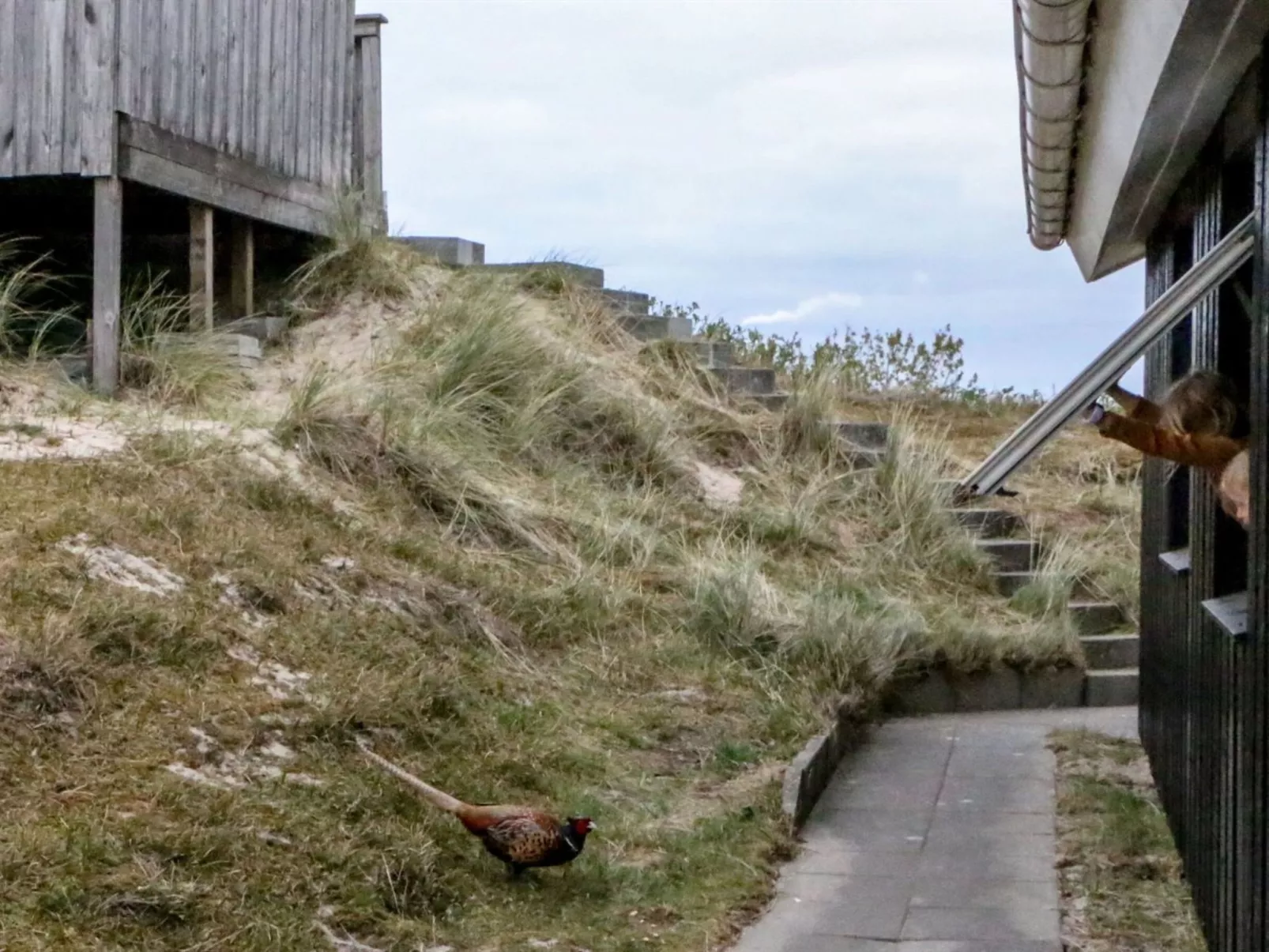 "Hansina" - 500m from the sea-Buiten