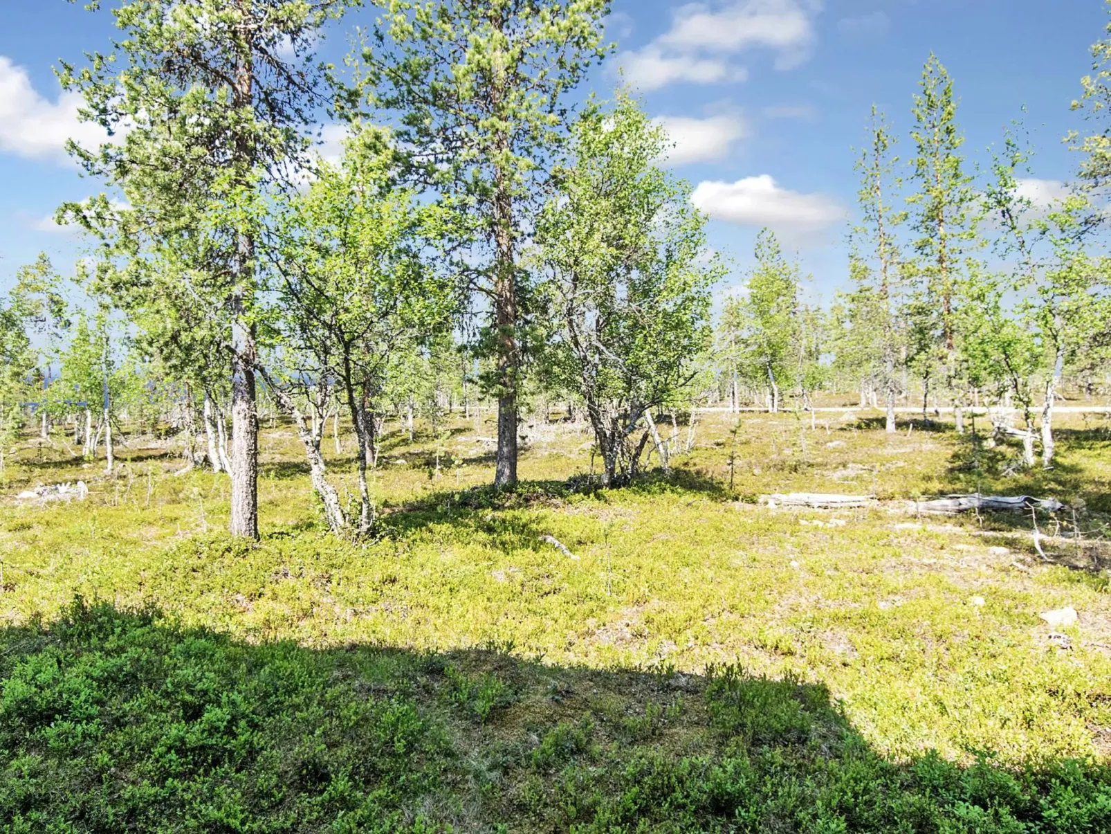 Tunturikoivu a1-Binnen