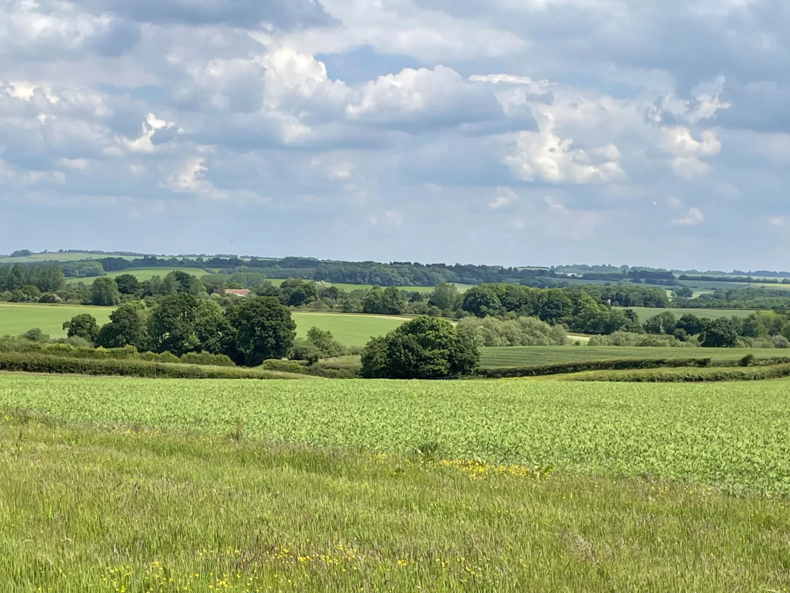 The Cornflower-Binnen