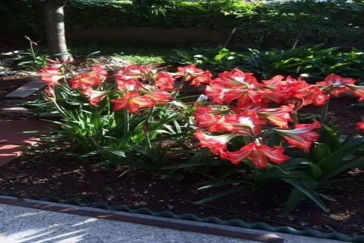 Apartments Villa Tanja - Two Bedroom Apartment with Terrace-Tuinen zomer