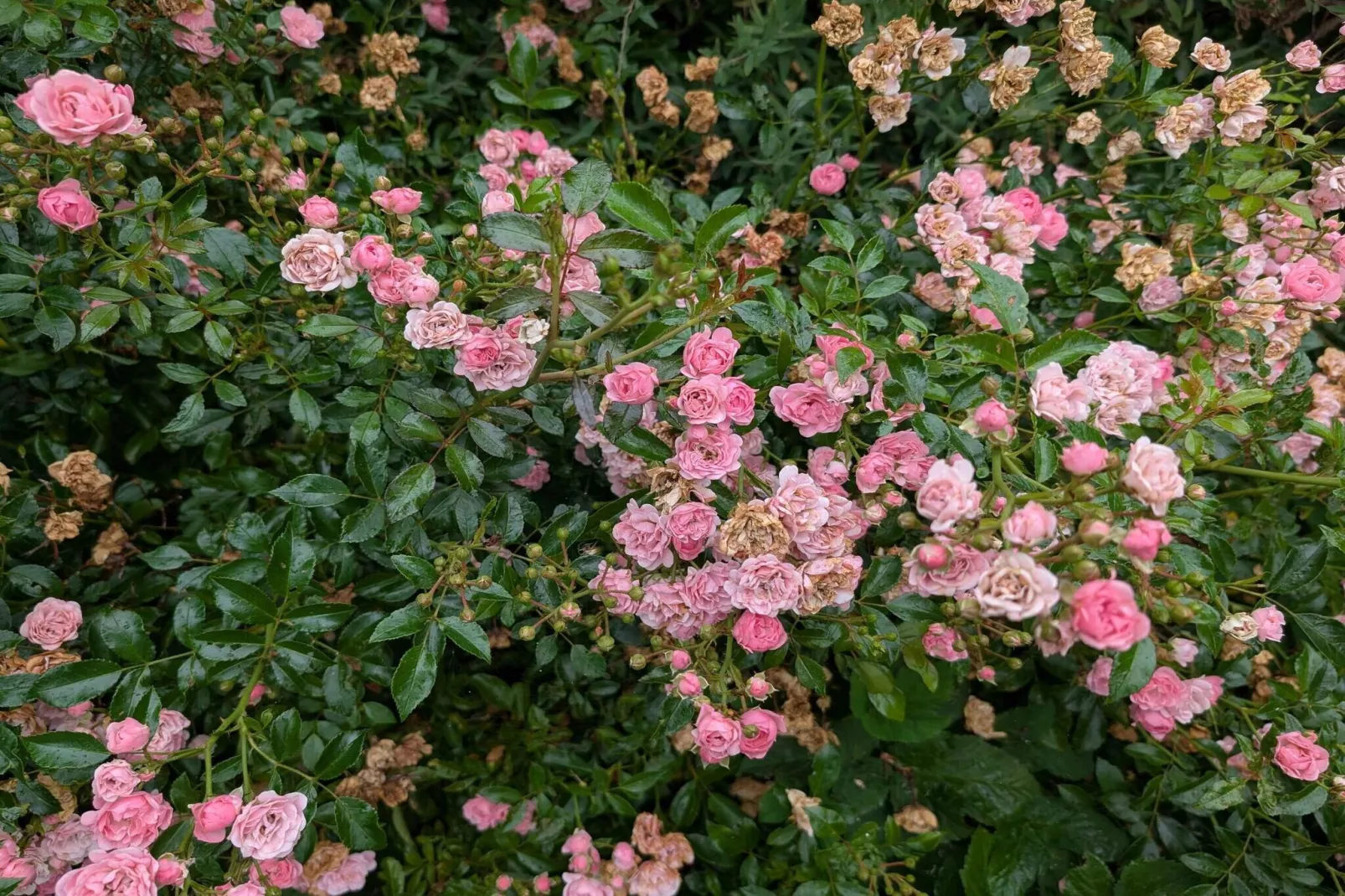 4 sterren vakantie huis in Løgstør-Buitenlucht