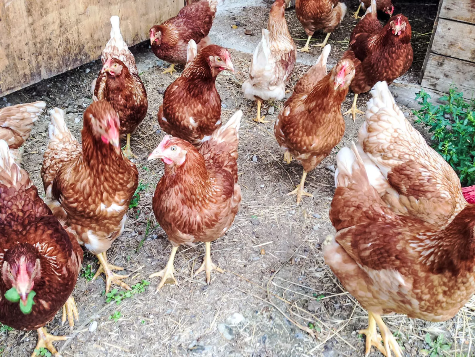 Almchalet Zillertal-Binnen