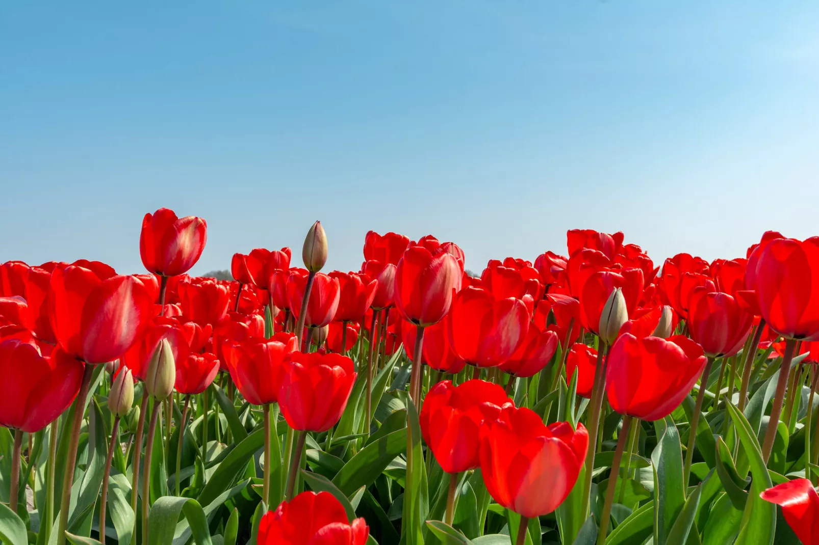 Résidence Juliana 21-Gebieden zomer 1km