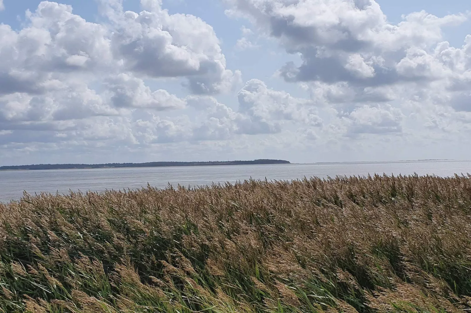 6 persoons vakantie huis in Oksbøl-Waterzicht