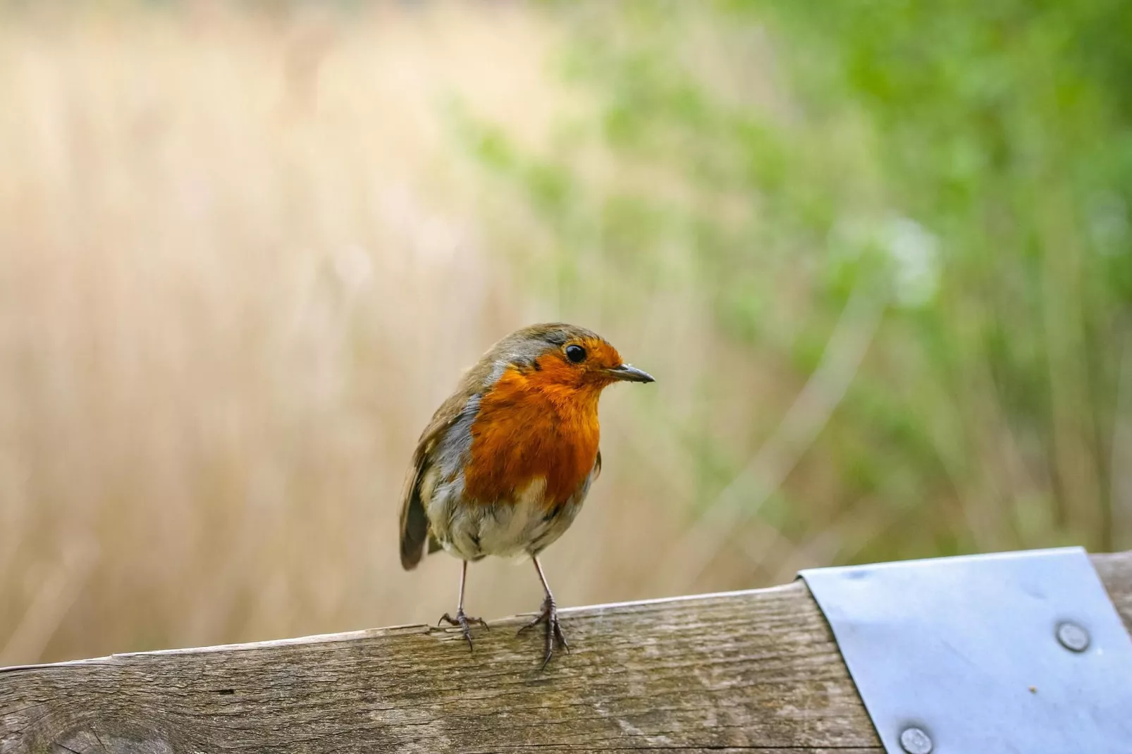 Eco Resort Grevelingenstrand-Sfeer