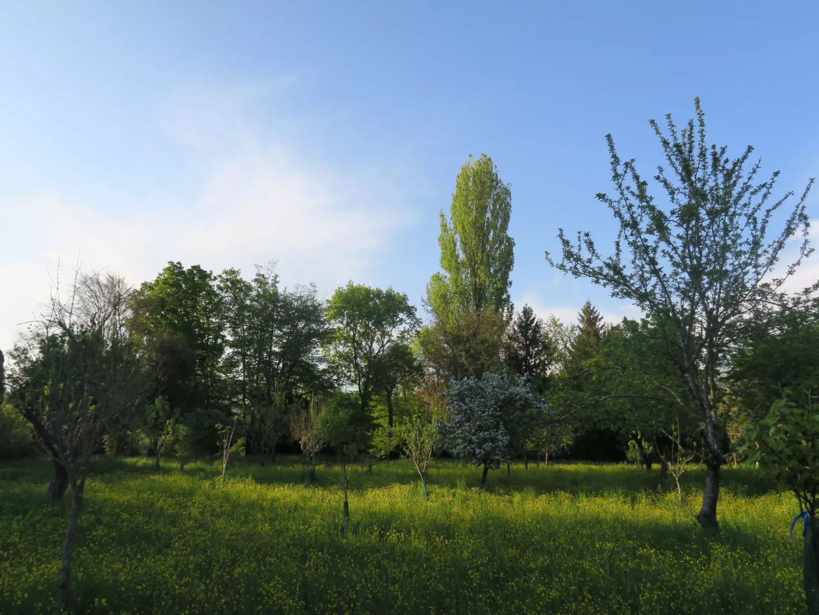 Casa del Ligustro-Buiten